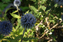 Echinops bannaticusKogeldistel bestellen